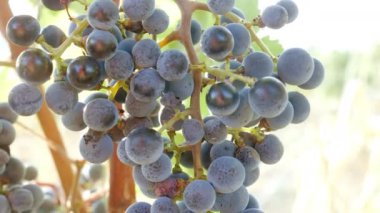 Olgun üzümler yakın plan görüntüsü