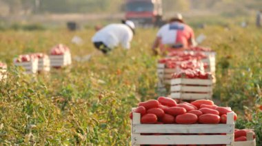 İşçiler yazın mezarlık kazıyorlar.