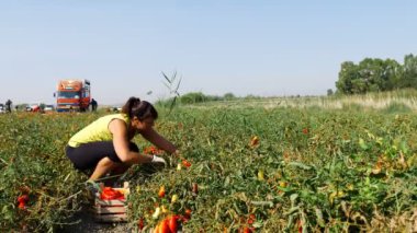 motoru kırıcı için yapmak-zeytin yağı Güney İtalya yapma