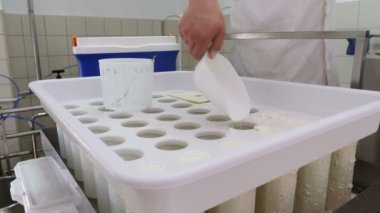 Cheese Factory, making cheese-cheese maker ordering the ricotta molds