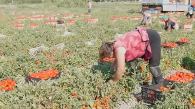 Rossano, İtalya, 19 Ağustos 2018. Domates tarlasında çalışıyor. Domates toplayan çiftçiler.