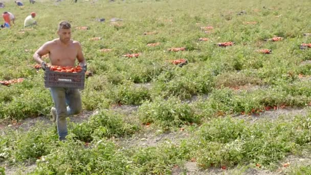 Rossano Italien Augusti 2018 Att Arbeta Tomatfält Bönder Som Plockar — Stockvideo