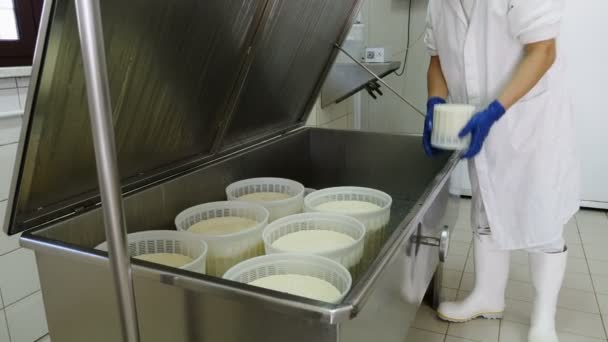Sera Sprawdzanie Temperatury Cheese Factory — Wideo stockowe