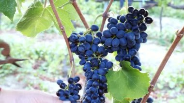 Güney İtalya: çiftçinin elleri üzüm hasat sırasında bir ağaçtan seçme