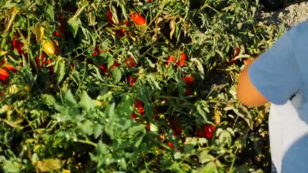 Rossano Italien Augusti 2018 Att Arbeta Tomatfält Bönder Som Plockar — Stockvideo