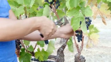 Güney İtalya: çiftçinin elleri üzüm hasat sırasında bir ağaçtan seçme