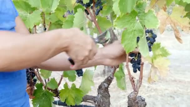 Sud Italie Les Mains Agriculteur Sélectionnent Les Raisins Arbre Pendant — Video