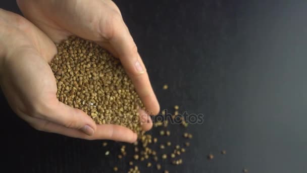 Le mani femminili versano il grano saraceno. Rallentatore — Video Stock