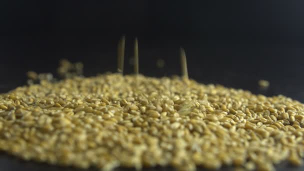 Vierte el grano de avena. alimentos ecológicos — Vídeo de stock