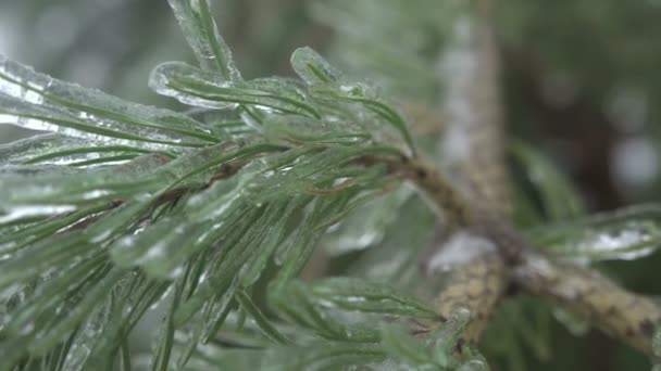 Thuja-Baum vereist, gefrierender Regen — Stockvideo