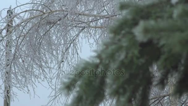 Thuja arbre glacé, pluie verglaçante — Video