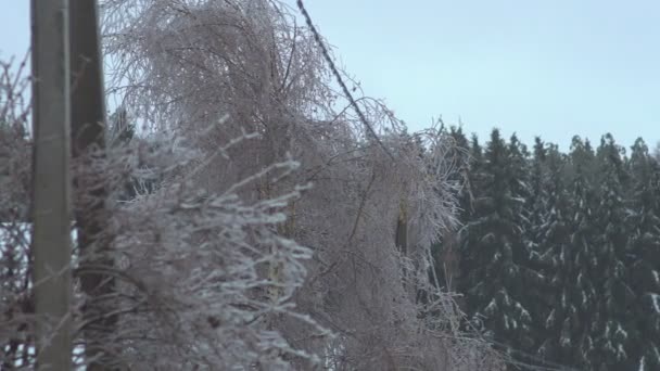 Árvores geladas fios rasgados — Vídeo de Stock