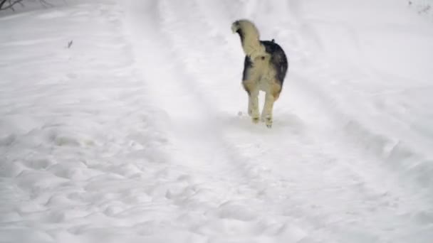 Husky playing in the snow — Stock Video