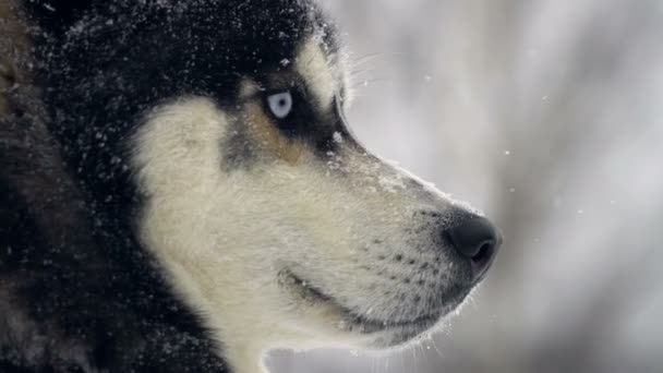 Husky bermain di salju — Stok Video