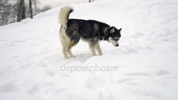 Husky jugando en la nieve — Vídeos de Stock