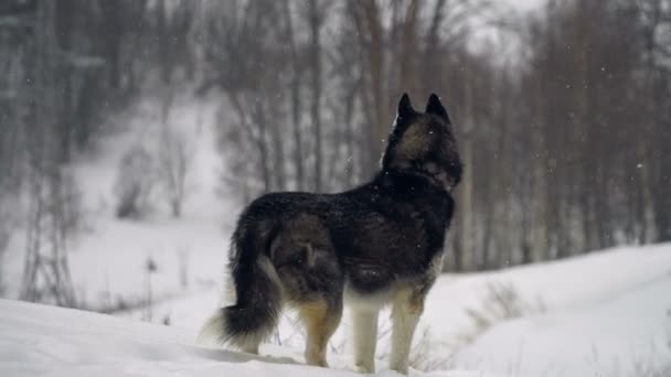 Husky jugando en la nieve — Vídeo de stock