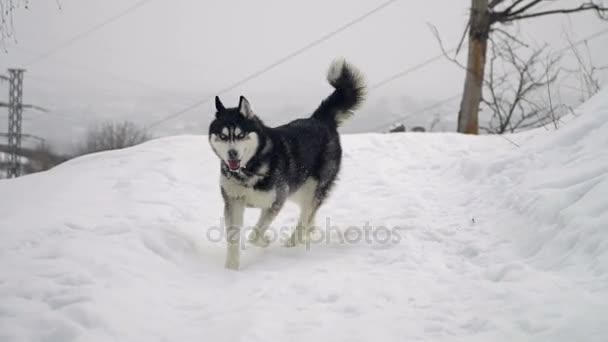 Husky spielt im Schnee — Stockvideo