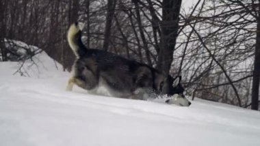 Husky kış orman