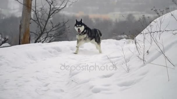 Husky en el bosque de invierno — Vídeo de stock