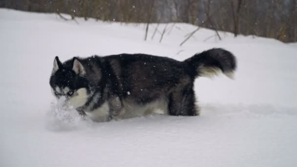 Husky en el bosque de invierno. cámara lenta — Vídeos de Stock