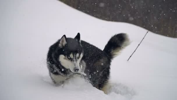 Husky téli erdőben. lassú mozgás — Stock videók