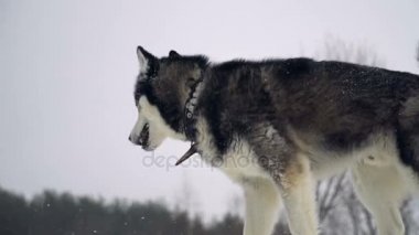 Husky kış ormanda oynarken.