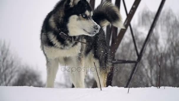 Husky gioca nella foresta invernale . — Video Stock