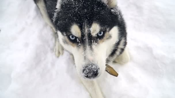 Husky jouant dans la forêt d'hiver . — Video