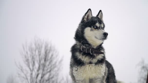 Husky spielt im Winterwald. — Stockvideo