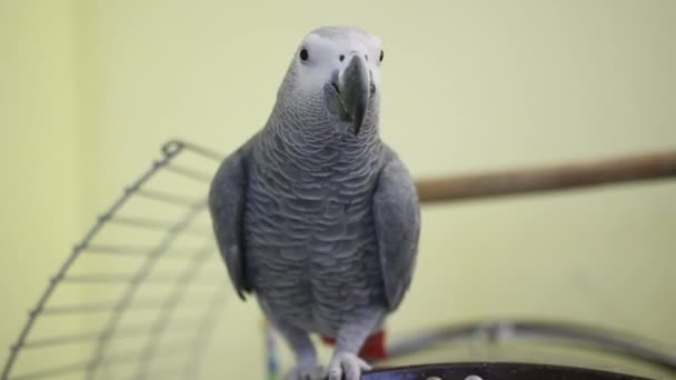Grande papagaio senta-se na célula — Vídeo de Stock