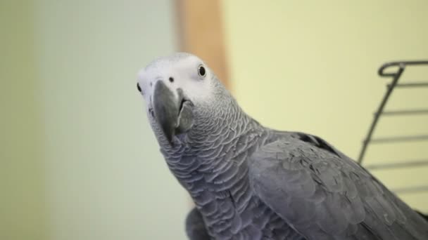 Duża papuga siedzi na komórkę — Wideo stockowe