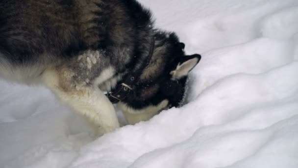 Husky che gioca nella foresta invernale. rallentatore — Video Stock