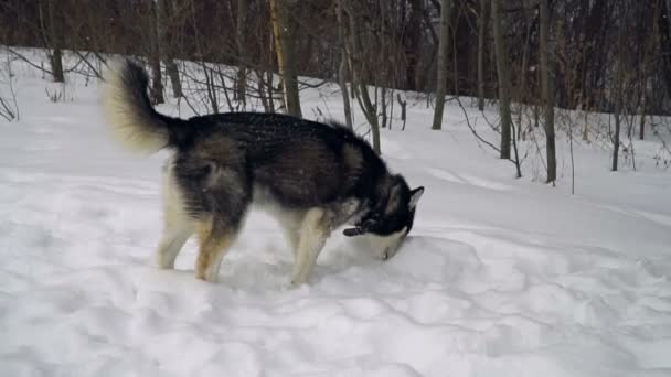 Husky гра в зимовому лісі. повільний рух — стокове відео