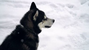 Husky kış orman içinde oynamaya. ağır çekim
