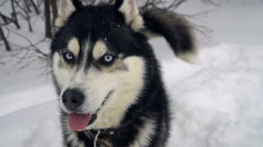 Husky kış orman içinde oynamaya. ağır çekim