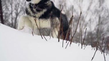 Husky kış orman içinde oynamaya. ağır çekim