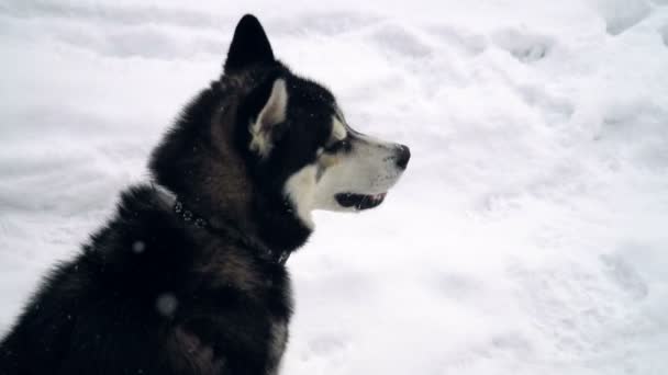 Husky che gioca nella foresta invernale. rallentatore — Video Stock