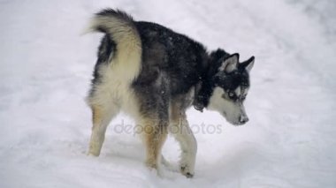 Husky kış orman içinde oynamaya. ağır çekim