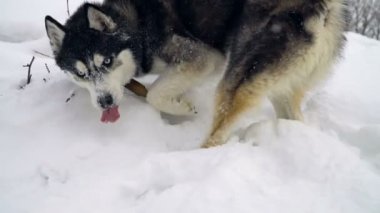 ağır çekim husky ile kış manzarası