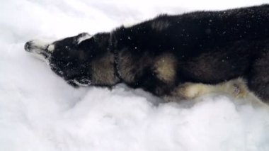 Sibirya husky köpek yürüyüş ve kış orman, yavaş çalışıyor