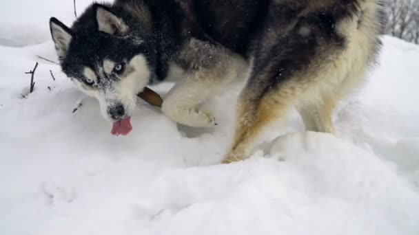 Winterlandschap met slowmotion husky — Stockvideo