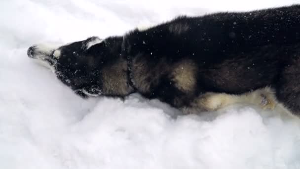 Perro husky siberiano paseando y corriendo en el bosque de invierno, cámara lenta — Vídeo de stock