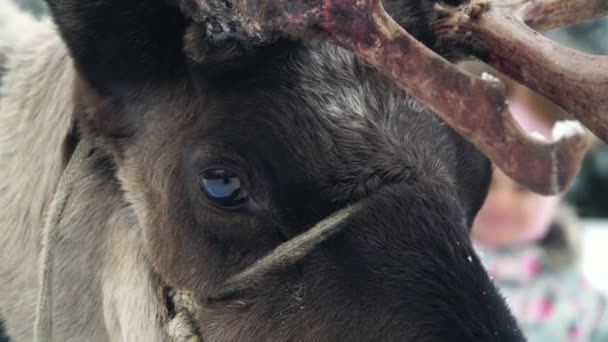 Promenades de cerfs dans la forêt hivernale — Video