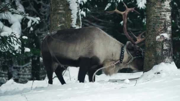 Herten wandelingen in winter forest — Stockvideo