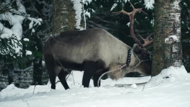 promenades de cerfs dans la forêt hivernale 