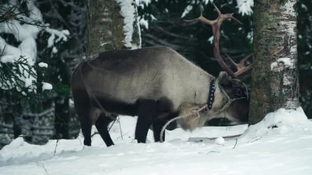 Paseos de ciervos en el bosque de invierno — Vídeos de Stock