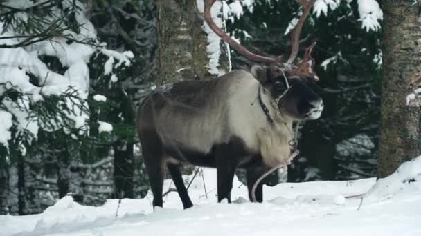 Veados caminha na floresta de inverno — Vídeo de Stock