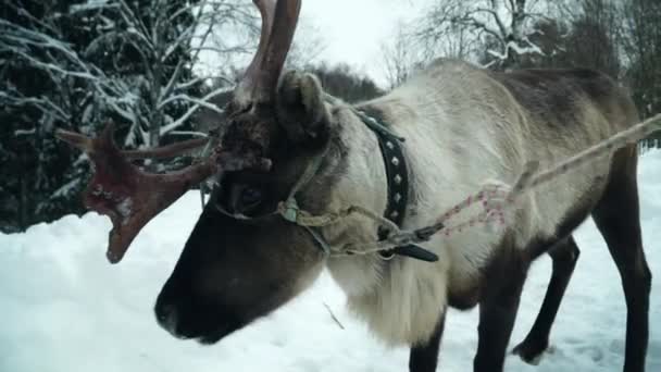 Прогулянки оленями в зимовому лісі — стокове відео