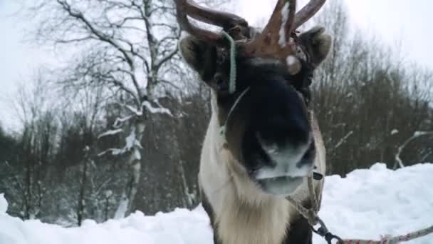 Herten wandelingen in winter forest — Stockvideo