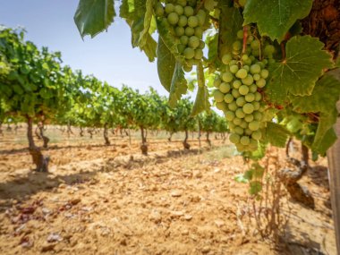 Üzümlerin toplanması için üzüm bağları,